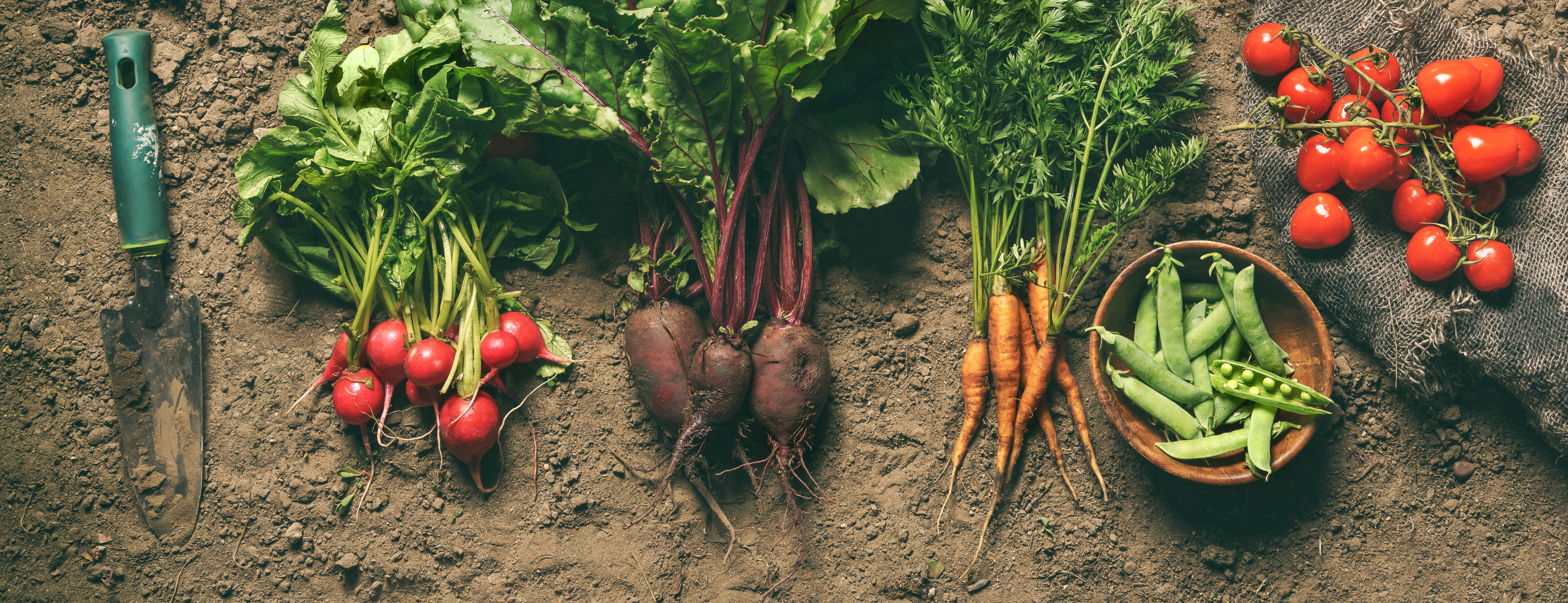 Root vegetables on soil